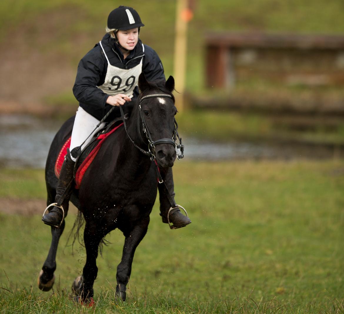 Welsh Cob (sec D) Garnfach Lona (Lonski) **SOLGT ** billede 16