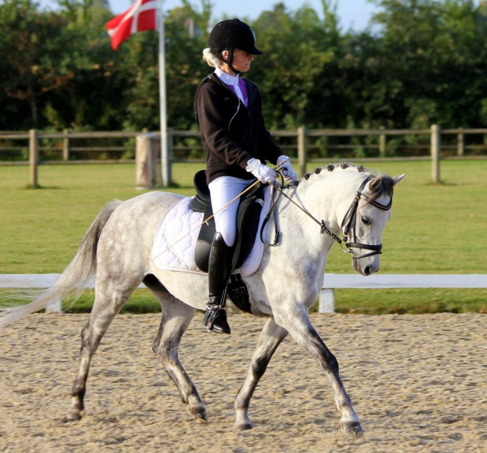 Welsh Pony (sec B) Lyngvejens Marcel  [A-pony] - Sjællandsmesterskabet 2012 - Vi blev nr.3!!! ♥ billede 15