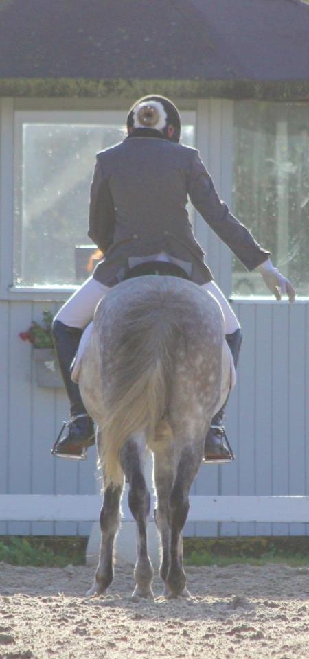 Welsh Pony (sec B) Lyngvejens Marcel  [A-pony] - Sjællandsmesterskabet 2012 - Vi blev nr. 3!! ♥ billede 16