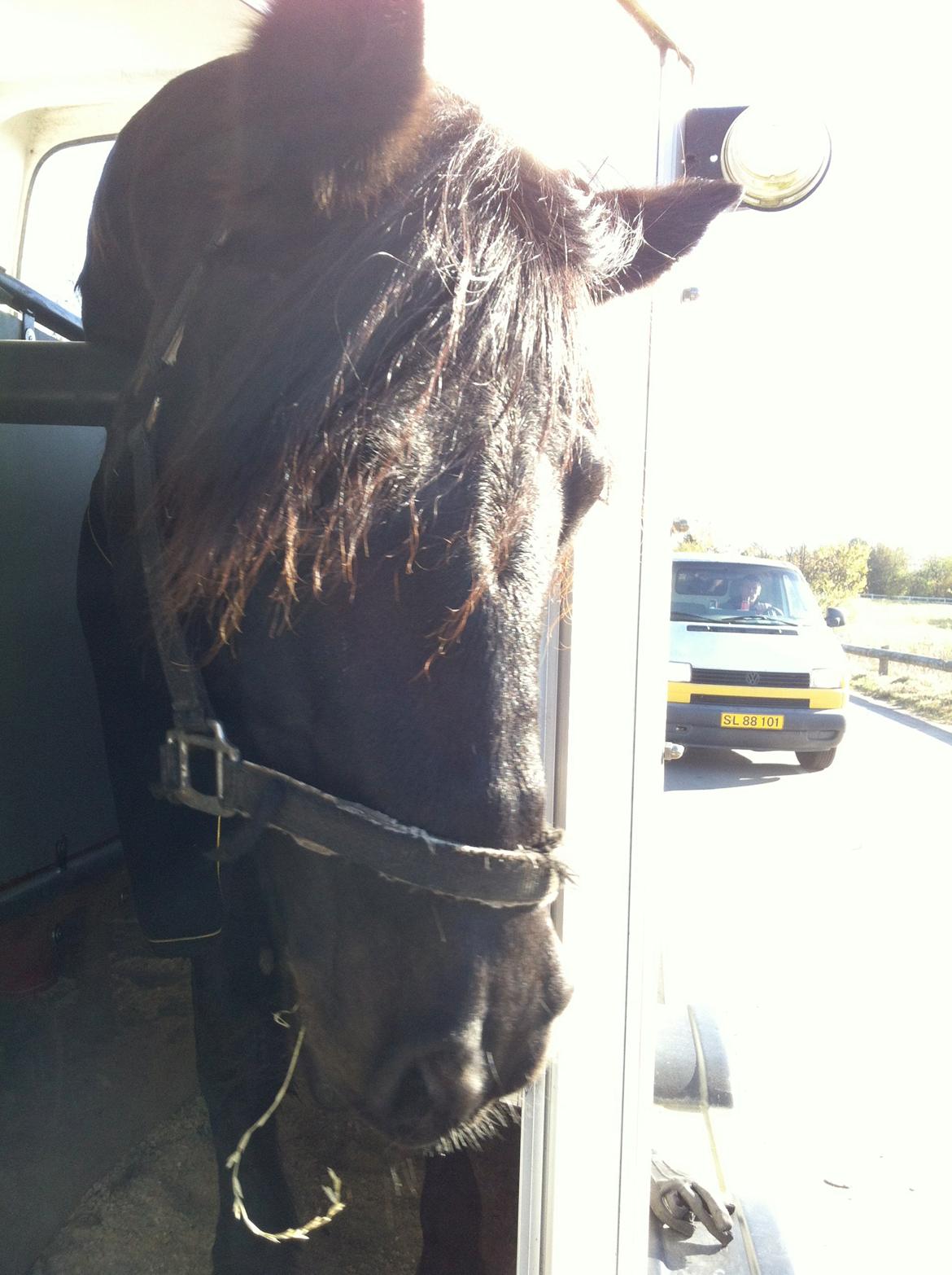 Connemara Jasmin - Jasmin i traileren;-) billede 12