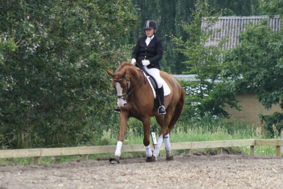 Dansk Varmblod Vestergårdens Amanda billede 15