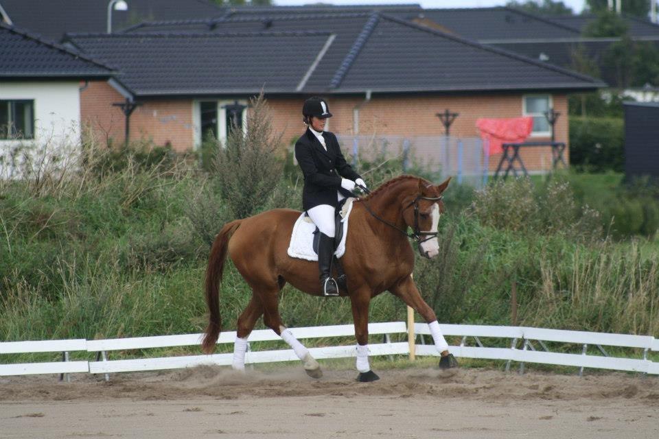 Dansk Varmblod Vestergårdens Amanda billede 16