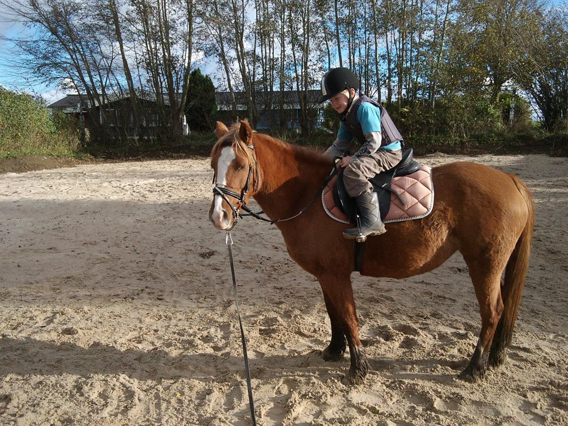 Anden særlig race Poppelgaardens Golden Cilli - Anden gang Oliver rider Cilli. Og 4 gang Cilli har rytter på :-) billede 5