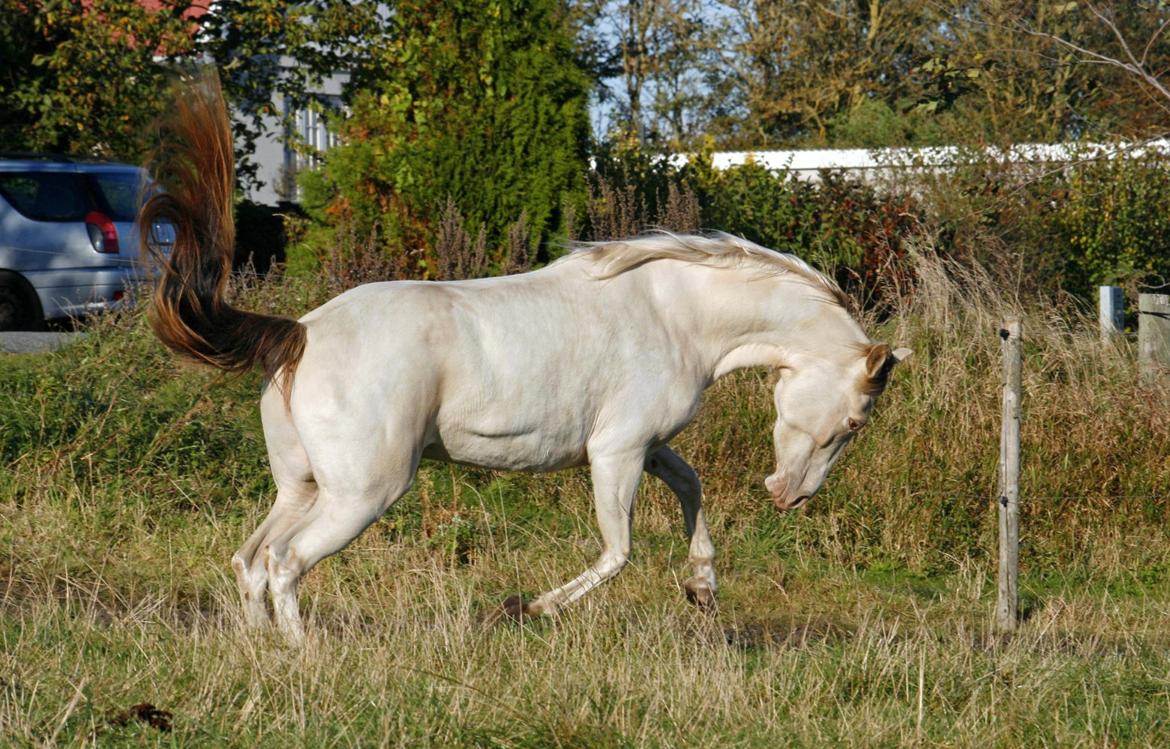 Tennessee Walker | Pearl of Justice - Pearl hygger sig på folden - Fotograf: Joveno Foto billede 16