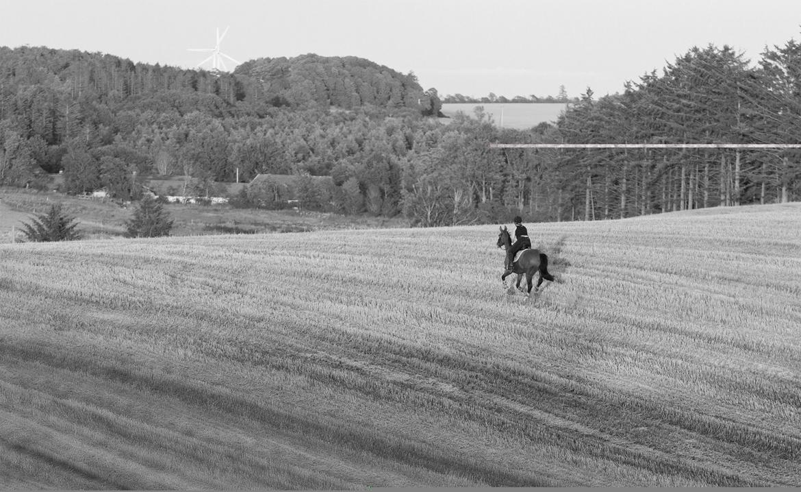 Hollandsk Varmblod Octopussy aka Pusle billede 7