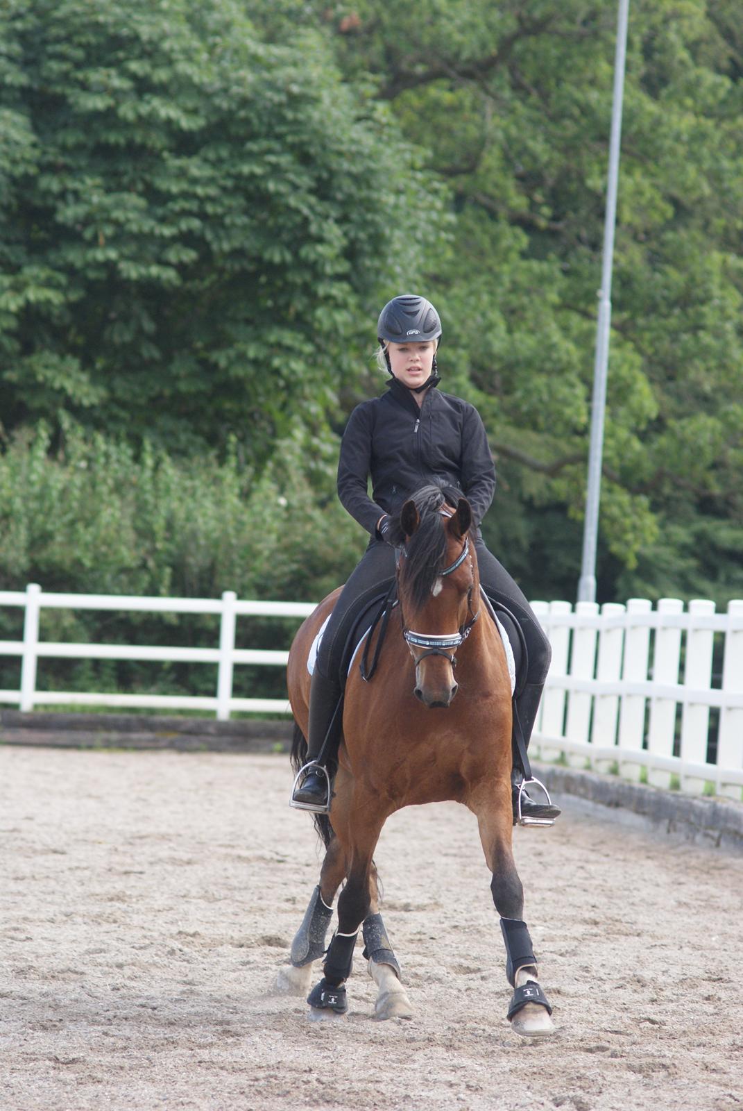 Anden særlig race Bram B-Pony billede 18