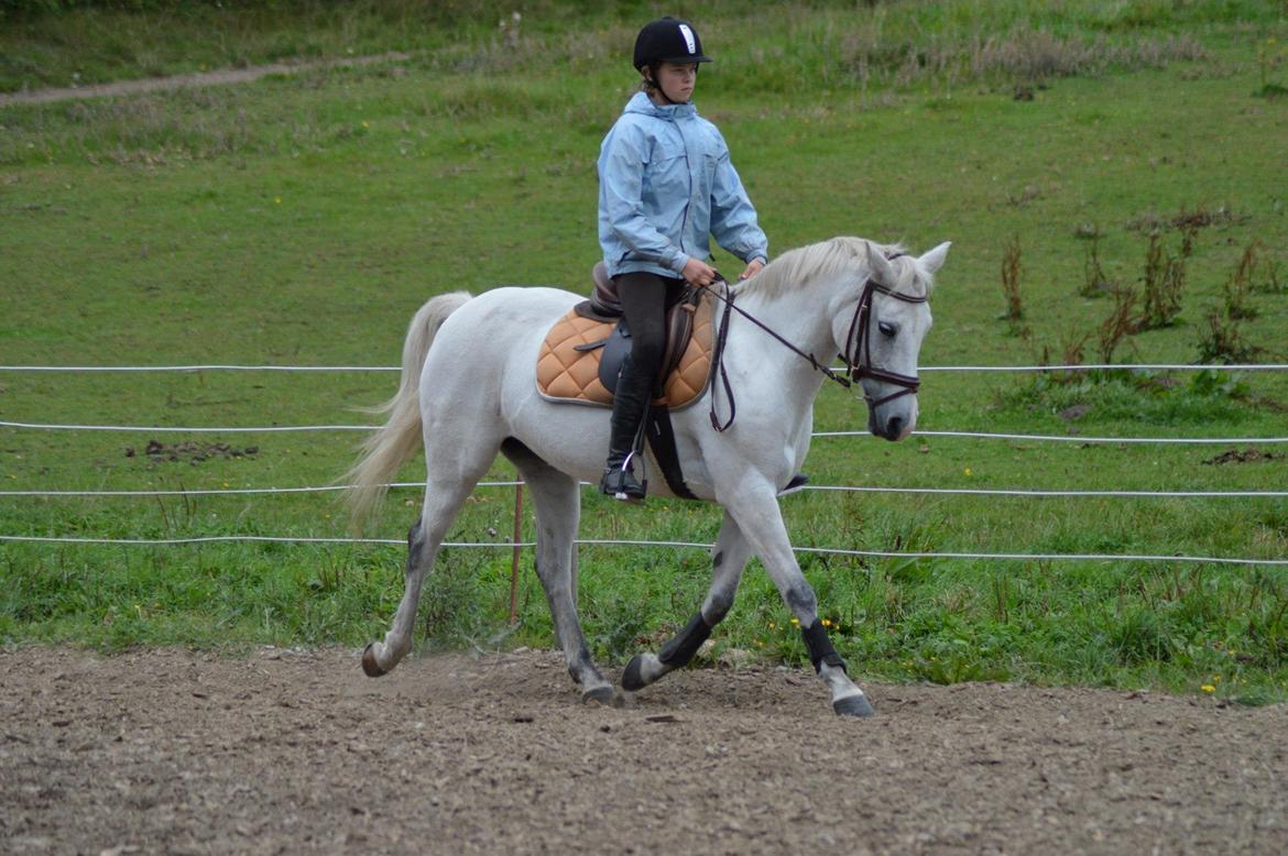 DSP Chanau Venture B-pony - Foto: Josefine Randrup billede 2