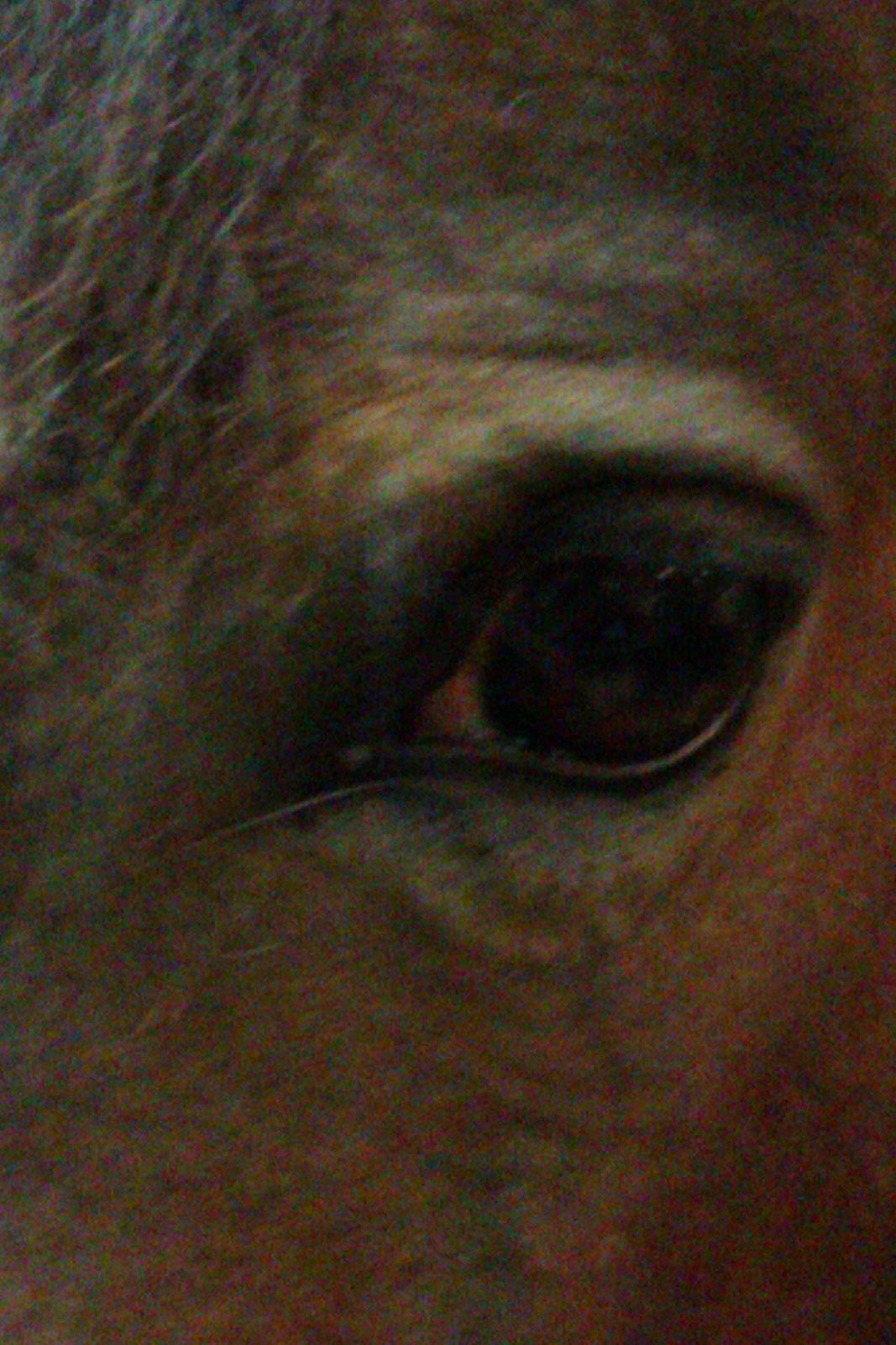 Anden særlig race Mille (Pensioneret) - Sorg er midlertidigt,minder er for altid<3<3.. billede 7