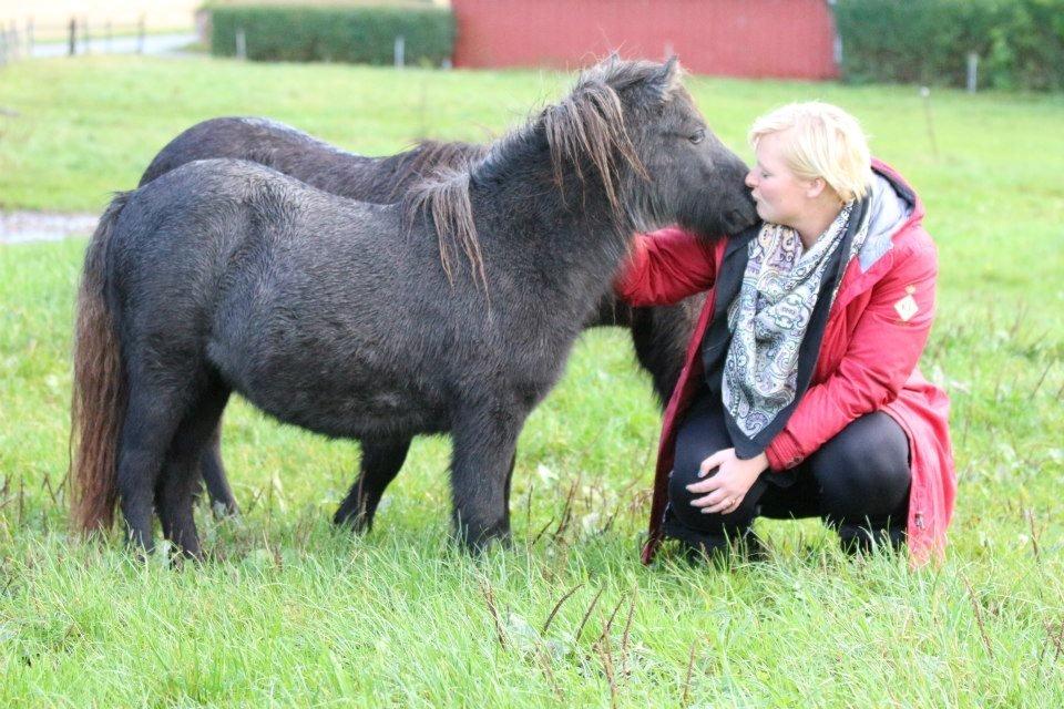 Shetlænder Bækkeskovens Hope go light billede 7