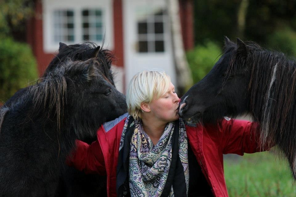 Shetlænder Bækkeskovens Hope go light billede 8