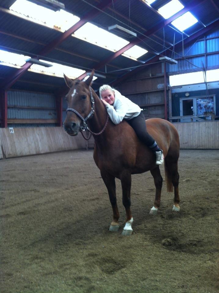 Hannoveraner Lianise (Prinsessen) billede 1