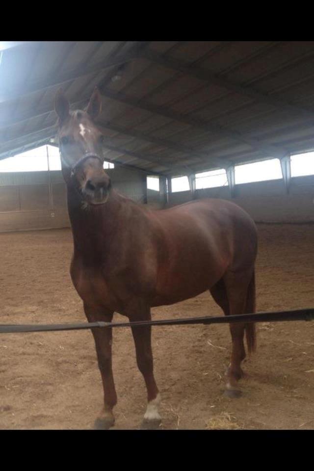 Hannoveraner Lianise (Prinsessen) billede 2