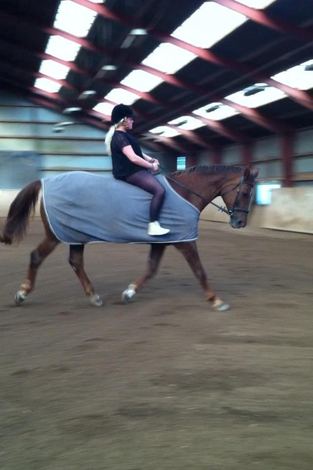 Hannoveraner Lianise (Prinsessen) billede 4