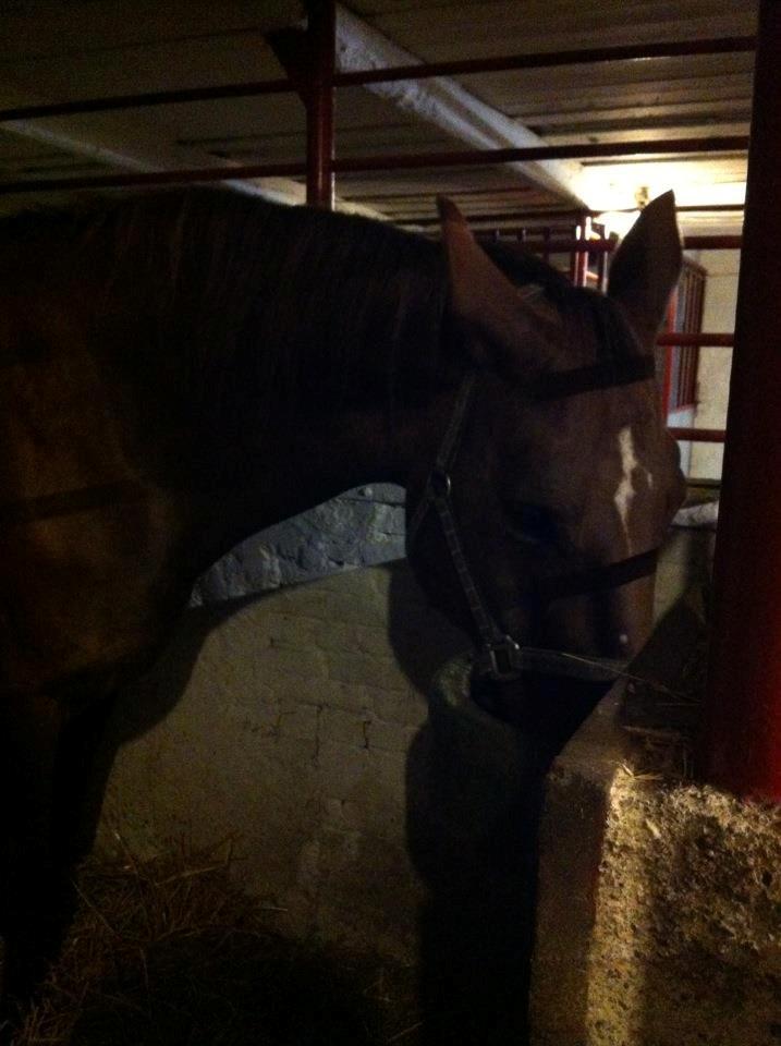 Hannoveraner Lianise (Prinsessen) billede 5