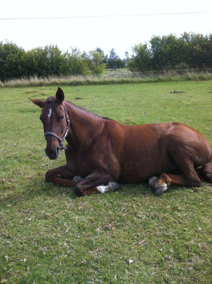 Hannoveraner Lianise (Prinsessen) billede 6