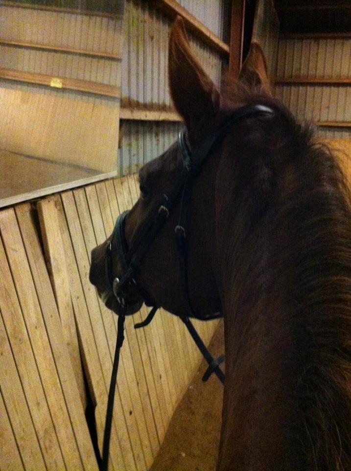 Hannoveraner Lianise (Prinsessen) billede 7