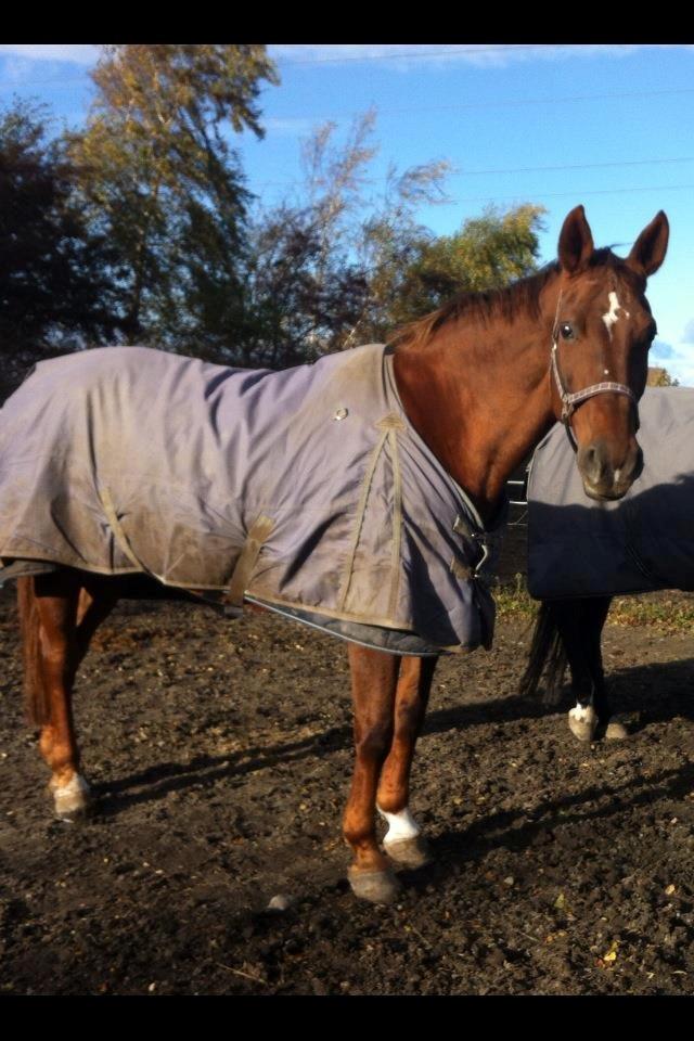 Hannoveraner Lianise (Prinsessen) billede 8