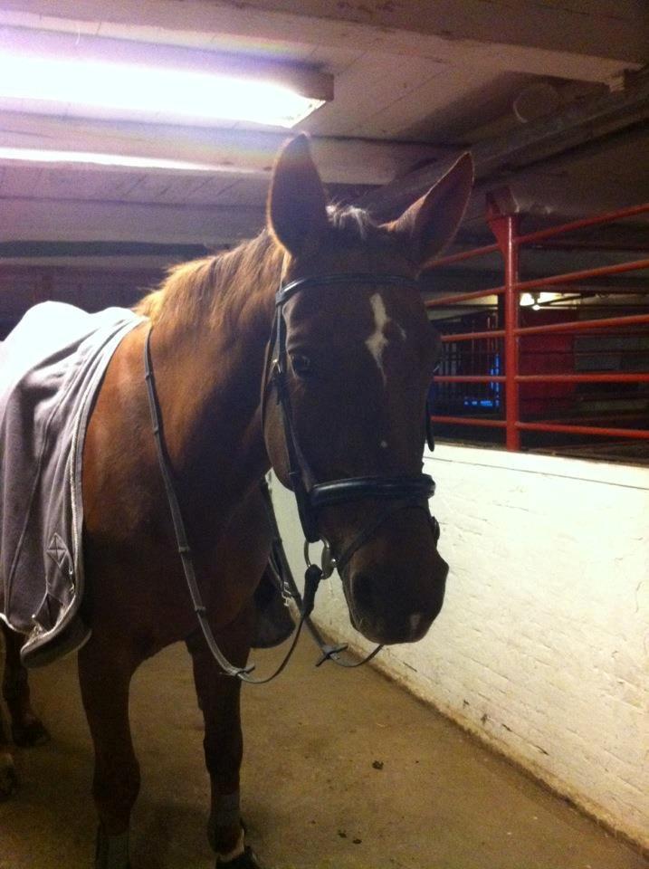 Hannoveraner Lianise (Prinsessen) billede 9