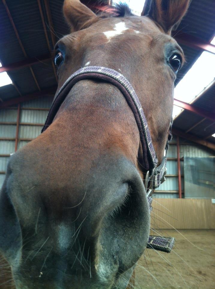 Hannoveraner Lianise (Prinsessen) billede 10