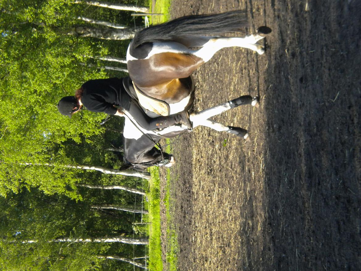 Pinto Aragon billede 4