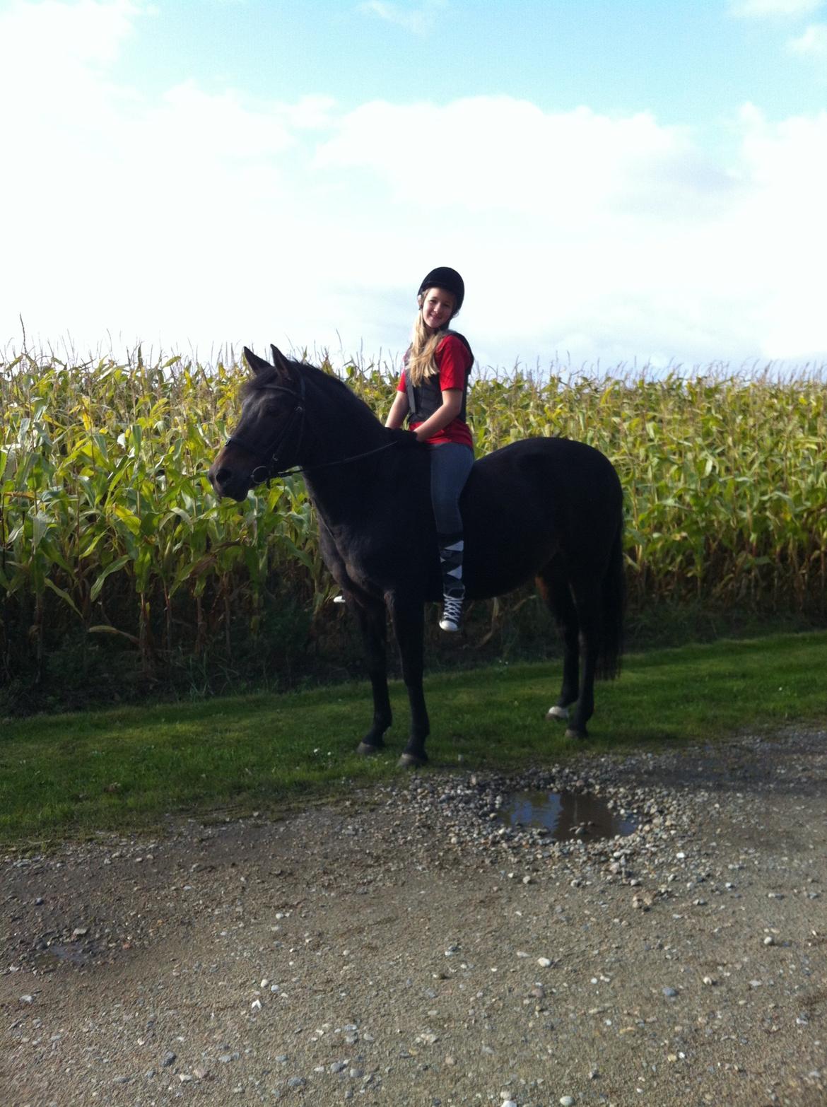 New Forest Stenhøjgaards Amanda <3 - Uden sadel <3 billede 9