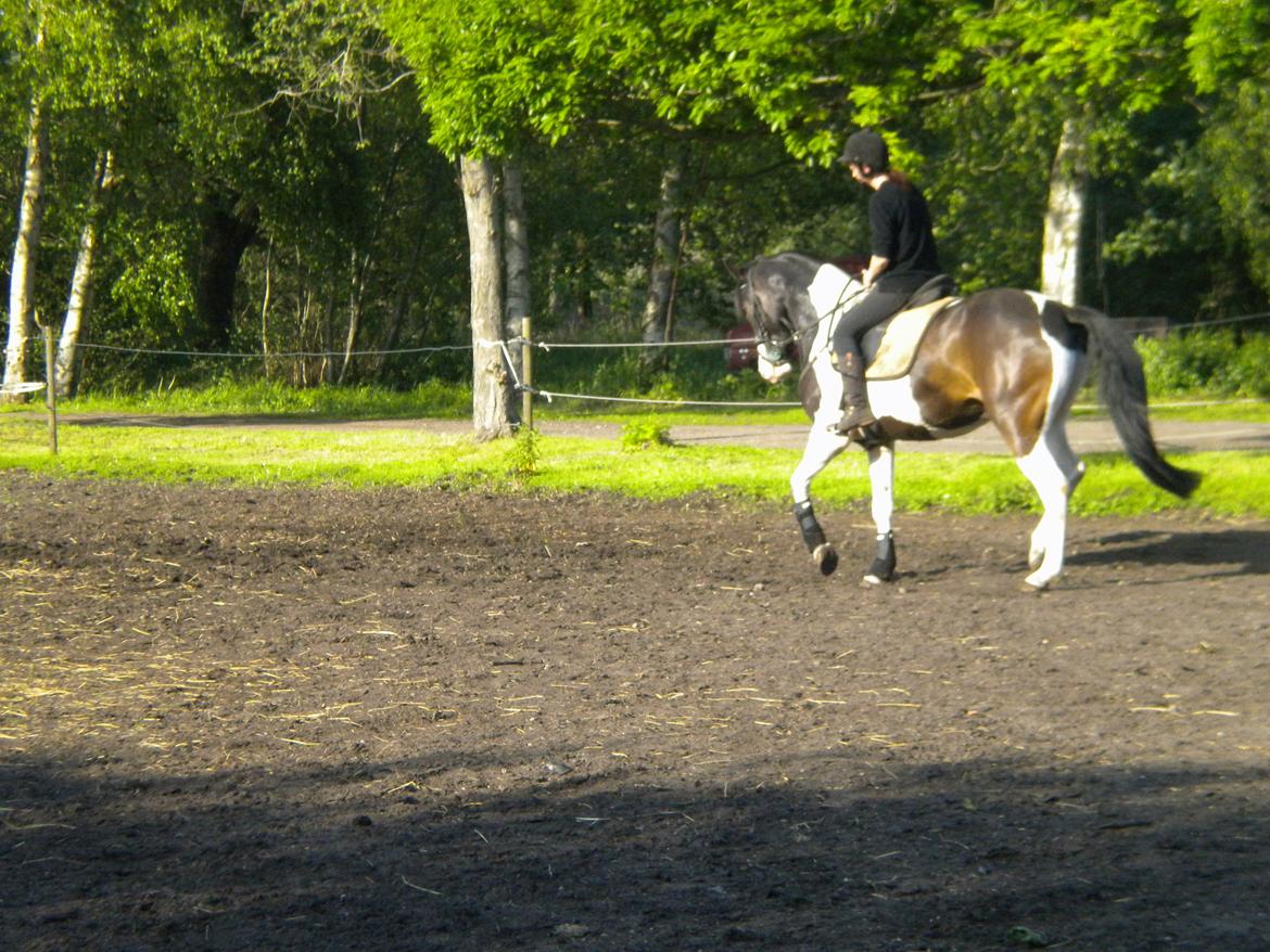 Pinto Aragon billede 5