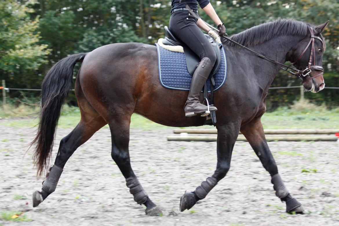 Dansk Varmblod | Rolando | - Okt 2012 billede 19