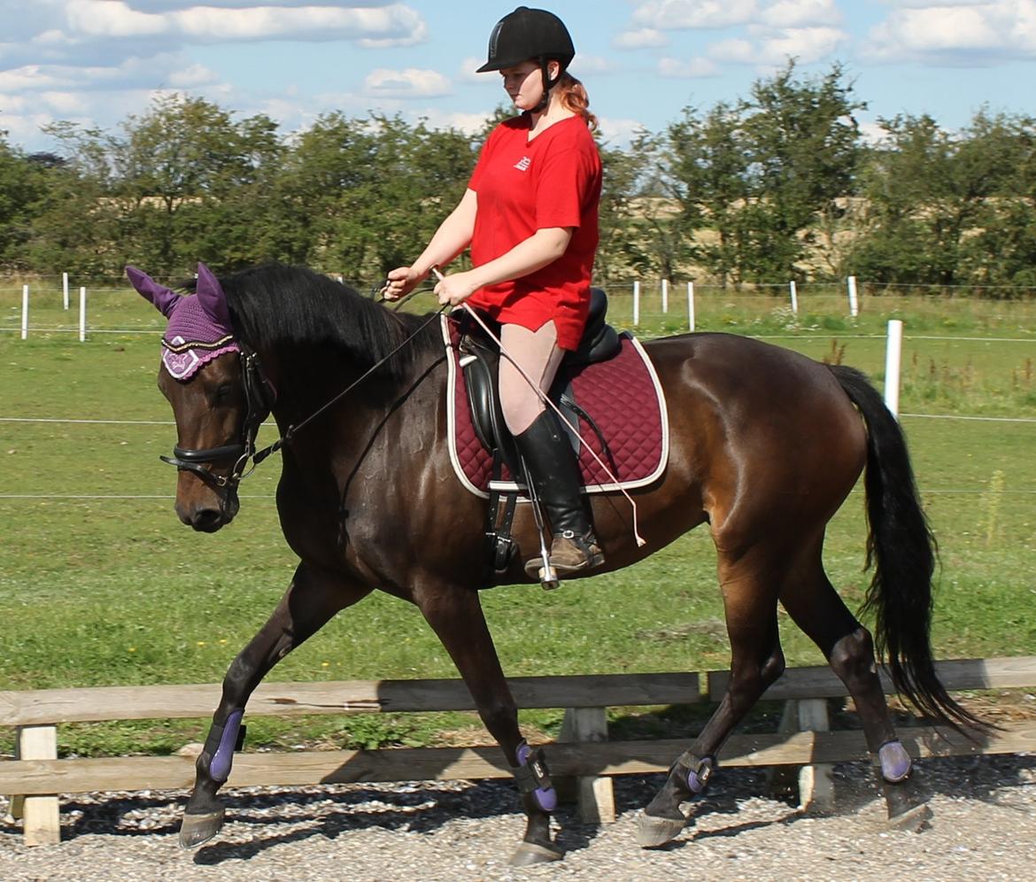 Dansk Varmblod Svanholms Caia billede 10