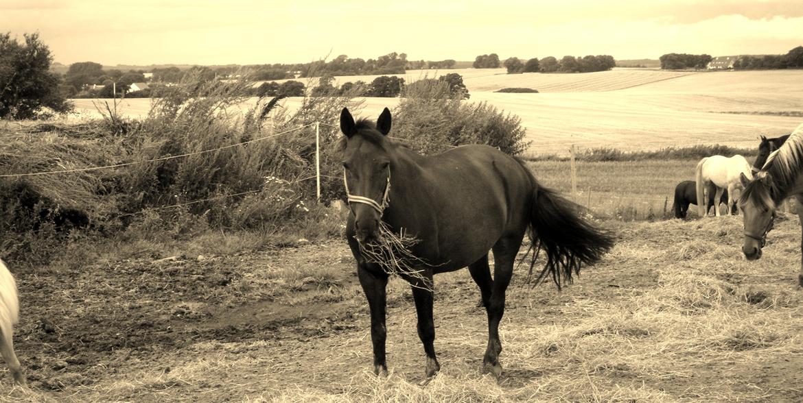 Anden særlig race Thyra - Thysen på folden!! :-)<3 billede 9