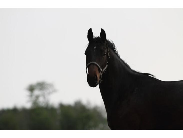 {{currentPhoto.altText}} billede {{currentPhoto.number}}