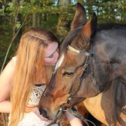 Dansk Varmblod Madame Moiselle