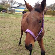 Anden særlig race Ginnah