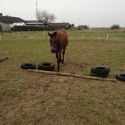 Anden særlig race Ginnah