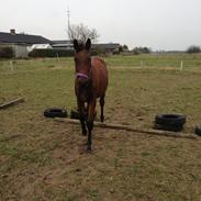 Anden særlig race Ginnah