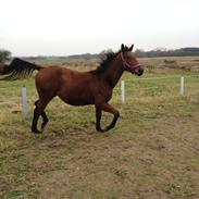 Anden særlig race Ginnah