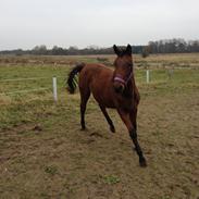 Anden særlig race Ginnah