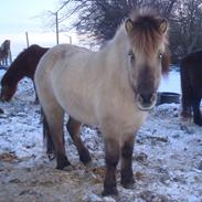 Islænder Brana Fra Stårup