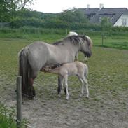 Islænder Brana Fra Stårup
