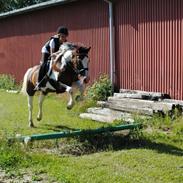 Tysk Sportspony Wendy