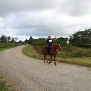 Arabisk fuldblod (OX) Santha