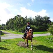 Arabisk fuldblod (OX) Santha