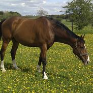 Dansk Varmblod Hedens Juventus