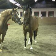 Dansk Varmblod Hedens Juventus