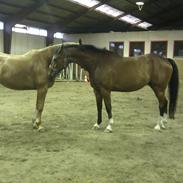 Dansk Varmblod Hedens Juventus