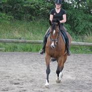 Dansk Varmblod Hedens Juventus