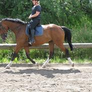 Dansk Varmblod Hedens Juventus