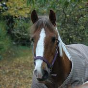 Irish Cob Indy