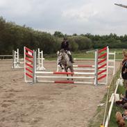 Welsh Mountain (sec A) Ryttergårdens Lukas