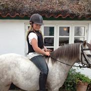 Welsh Mountain (sec A) Ryttergårdens Lukas