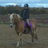 Haflinger Hermeline<3 (min gamle part)